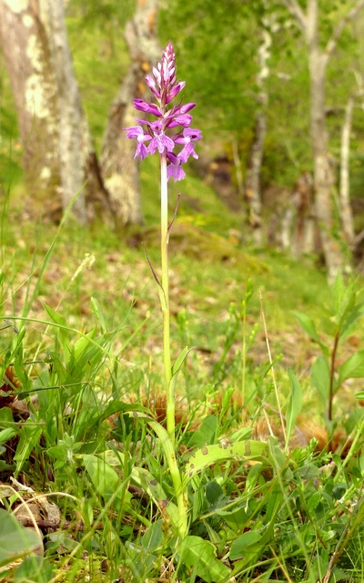 Dactylorhiza romana in una splendida variabilit - provincia di Caserta marzo 2019